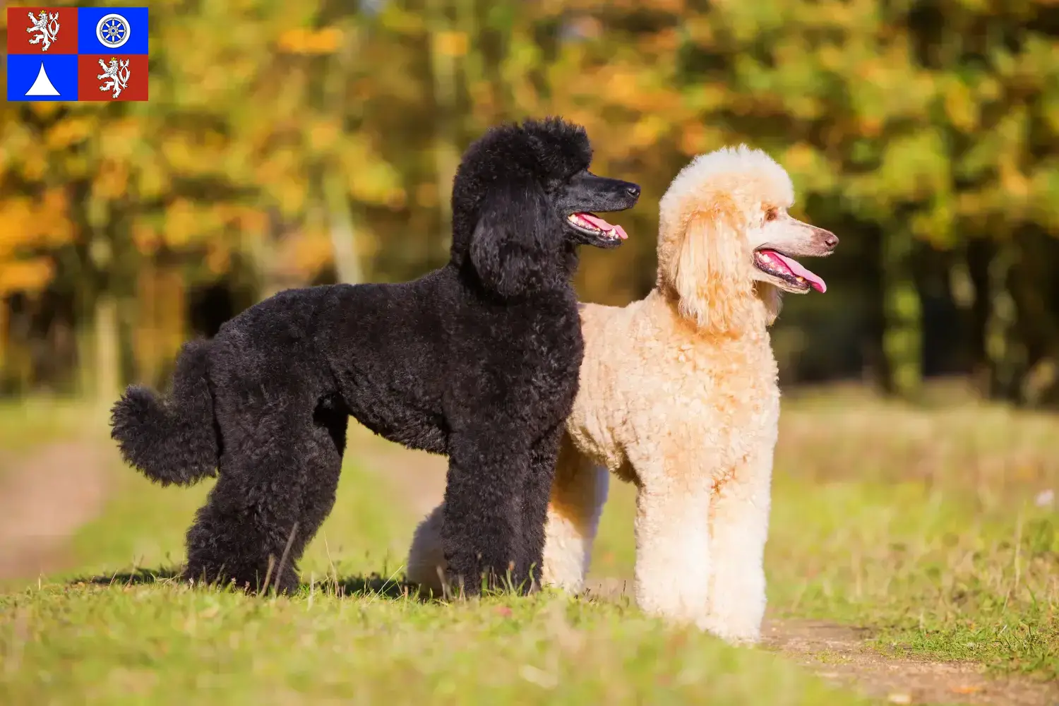 Poodle puppies and breeder Liberec Find Poodle breeders in Liberec here.