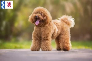 Read more about the article Poodle breeders and puppies in Nouvelle-Aquitaine