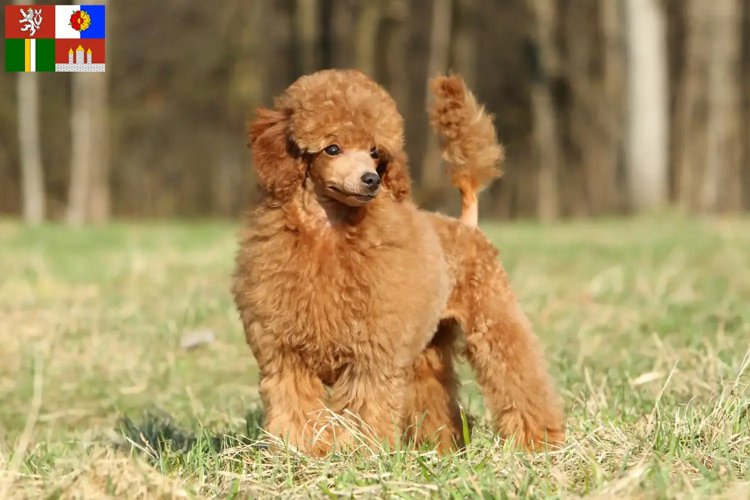 Poodle puppies and breeder South Bohemia Here you can find Poodle breeders in South Bohemia.