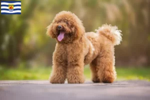Read more about the article Poodle breeders and puppies in Zeeland