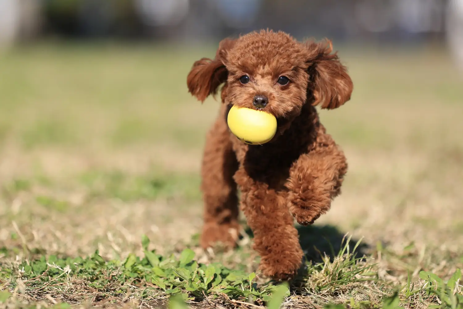 Buying a poodle puppy means taking responsibility! Buy poodle puppies.