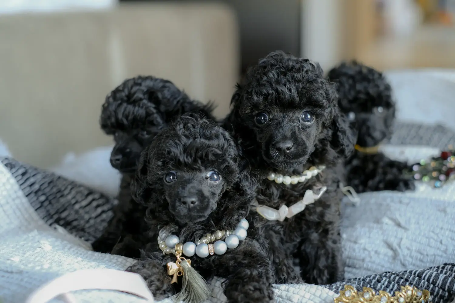 Buying a poodle puppy means taking responsibility! Buy poodle puppies.