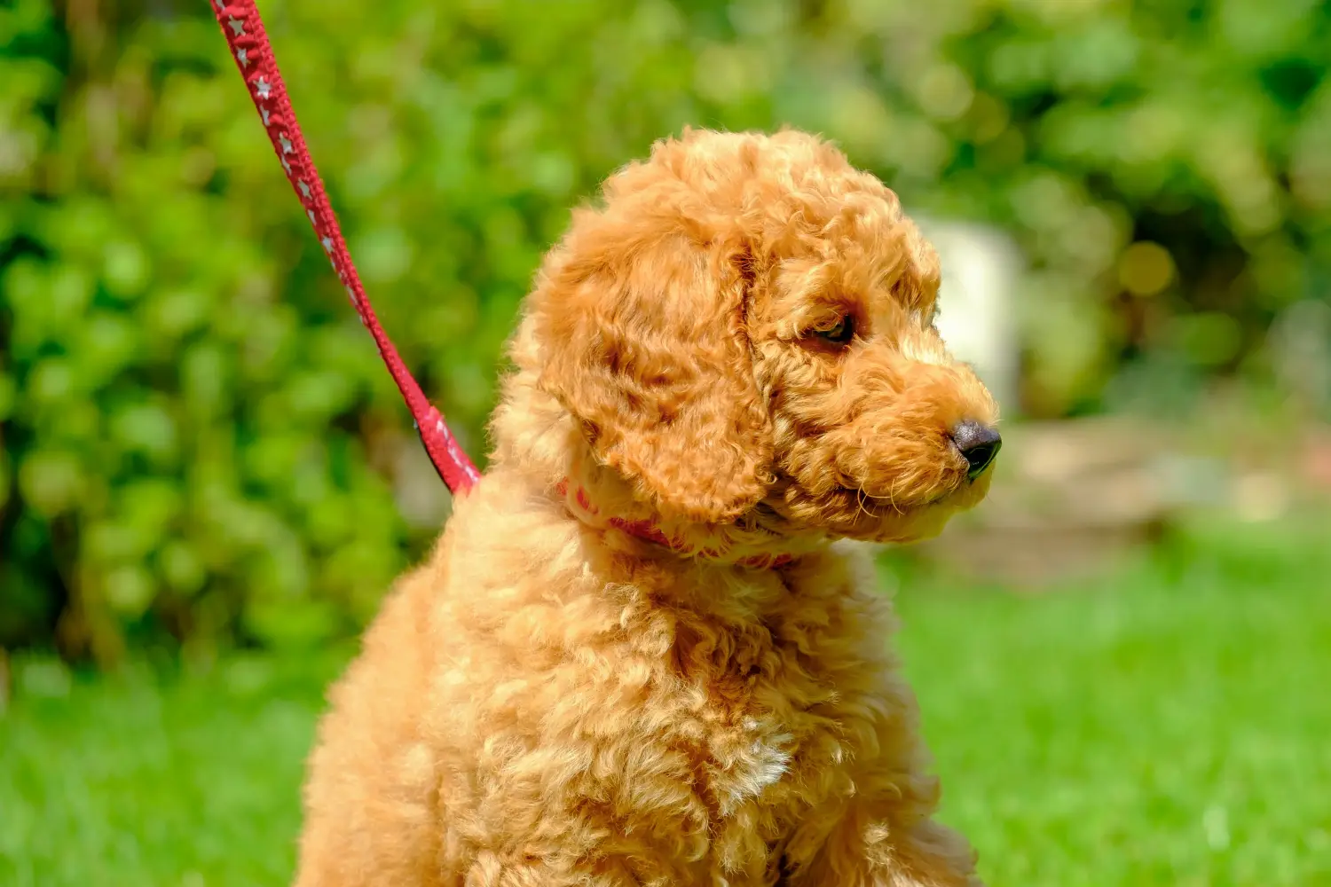 Buying a poodle puppy means taking responsibility! Buy poodle puppies.