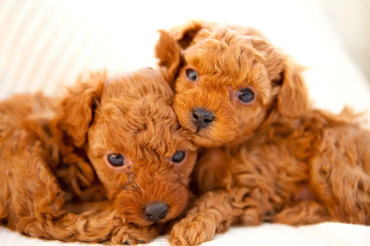 Buying a poodle puppy means taking responsibility! Buy poodle puppies.