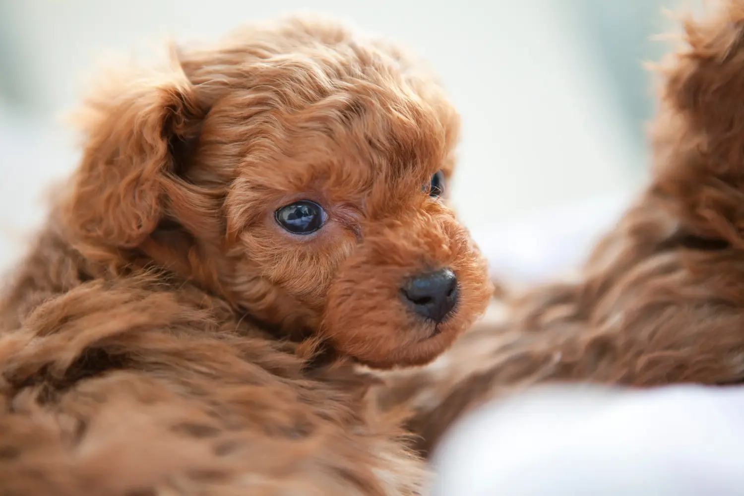 Buying a poodle puppy means taking responsibility! Buy poodle puppies.