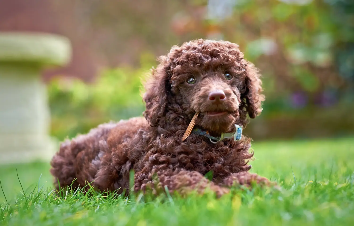 Buying a poodle puppy means taking responsibility! Buy poodle puppies.