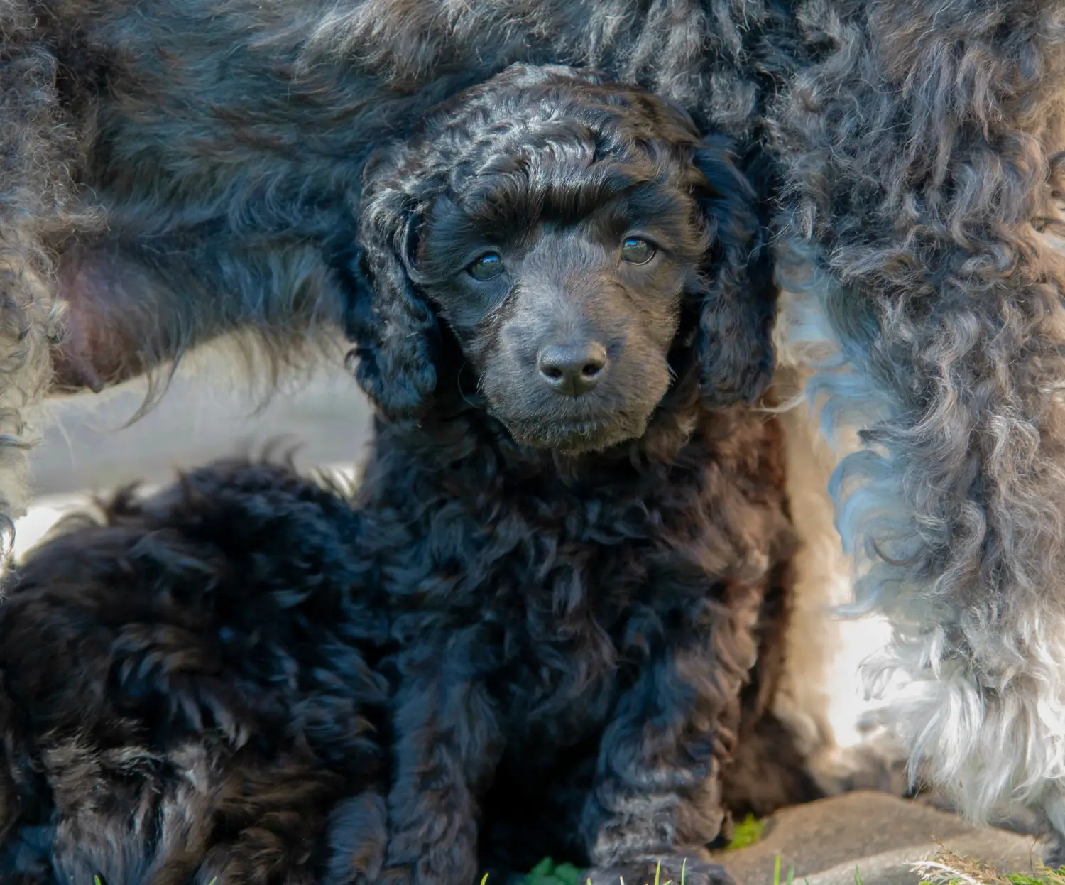 Buying a poodle puppy means taking responsibility! Buy poodle puppies.