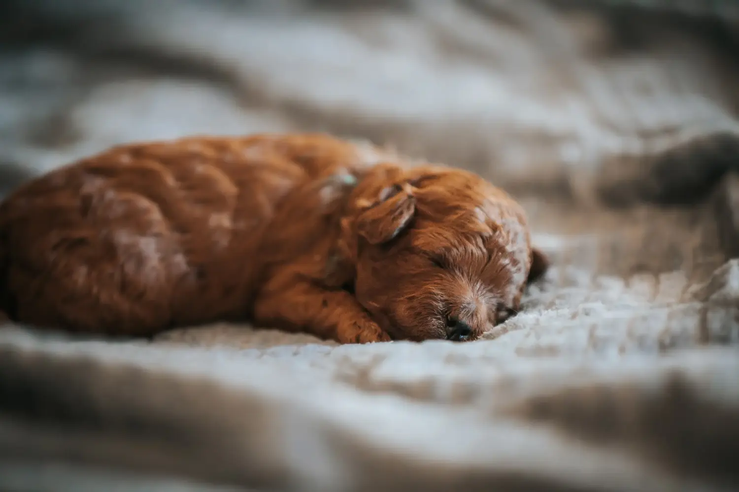 Buying a poodle puppy means taking responsibility! Buy poodle puppies.