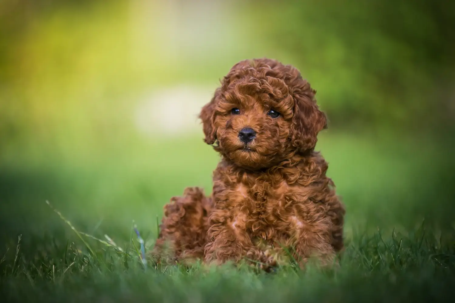 Buying a poodle puppy means taking responsibility! Buy poodle puppies.