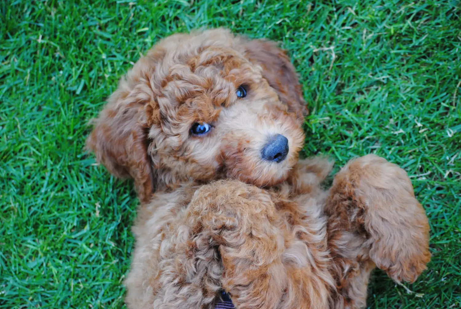Buying a poodle puppy means taking responsibility! Buy poodle puppies.
