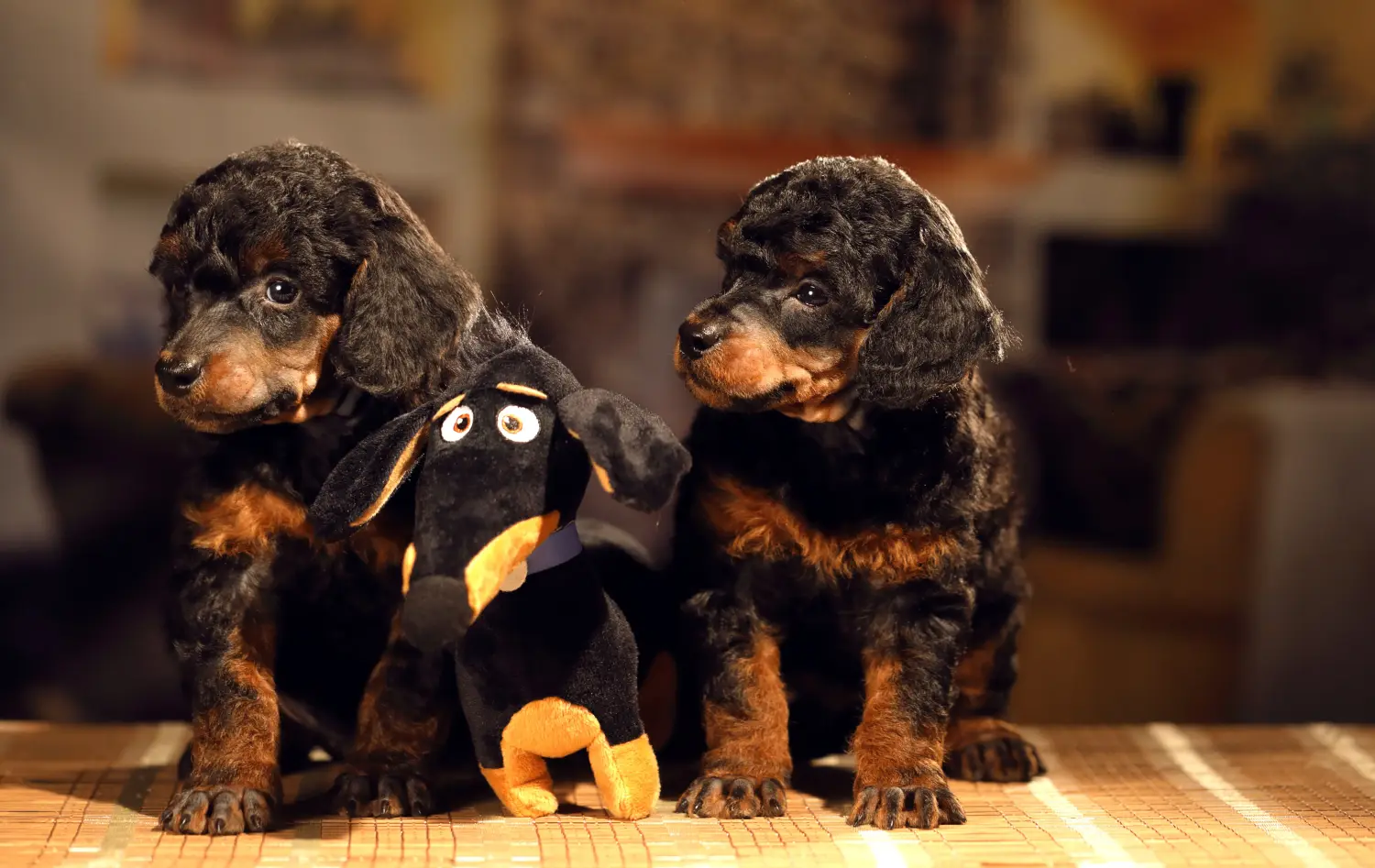 Buying a poodle puppy means taking responsibility! Buy poodle puppies.