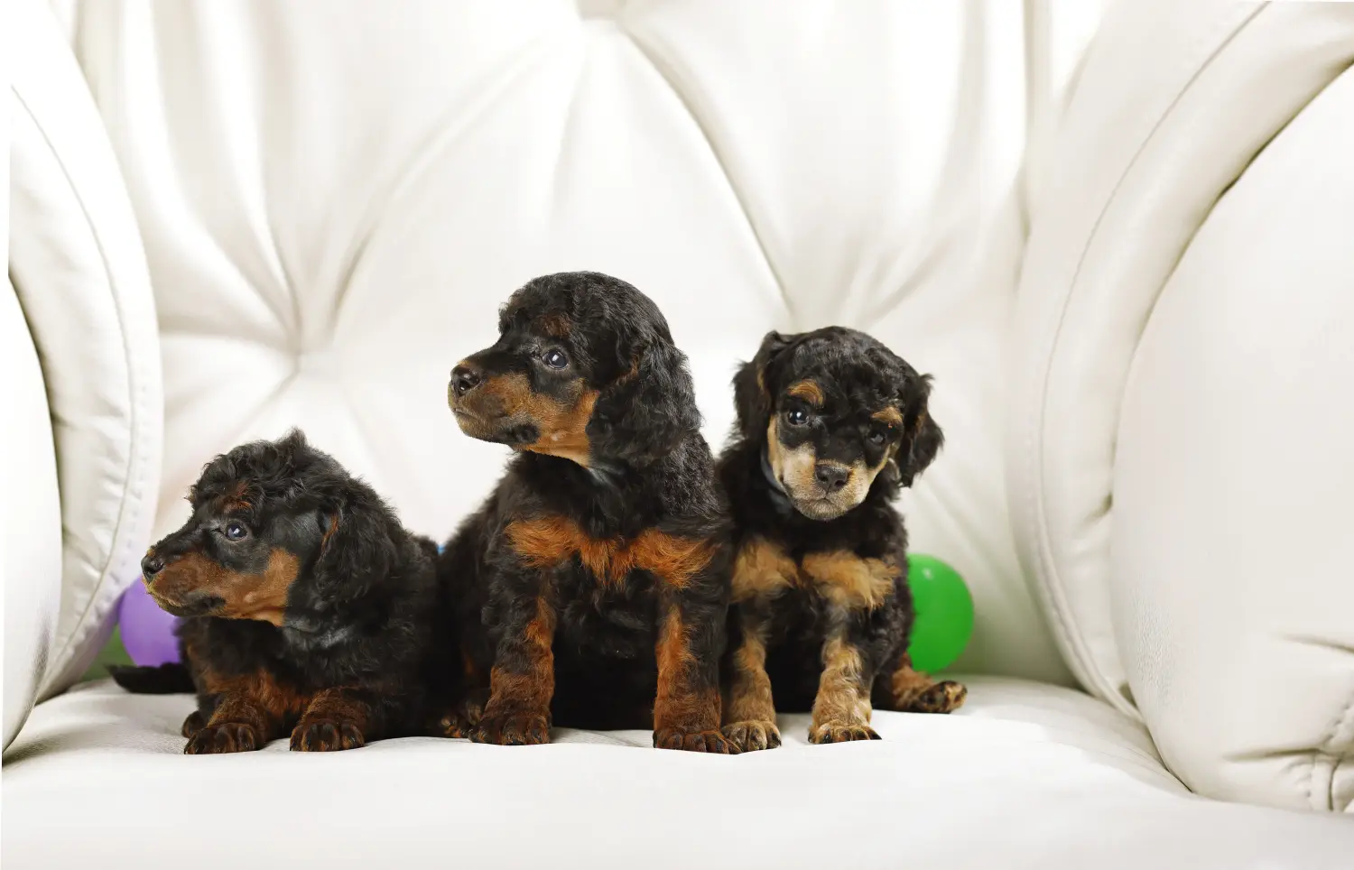 Buying a poodle puppy means taking responsibility! Buy poodle puppies.