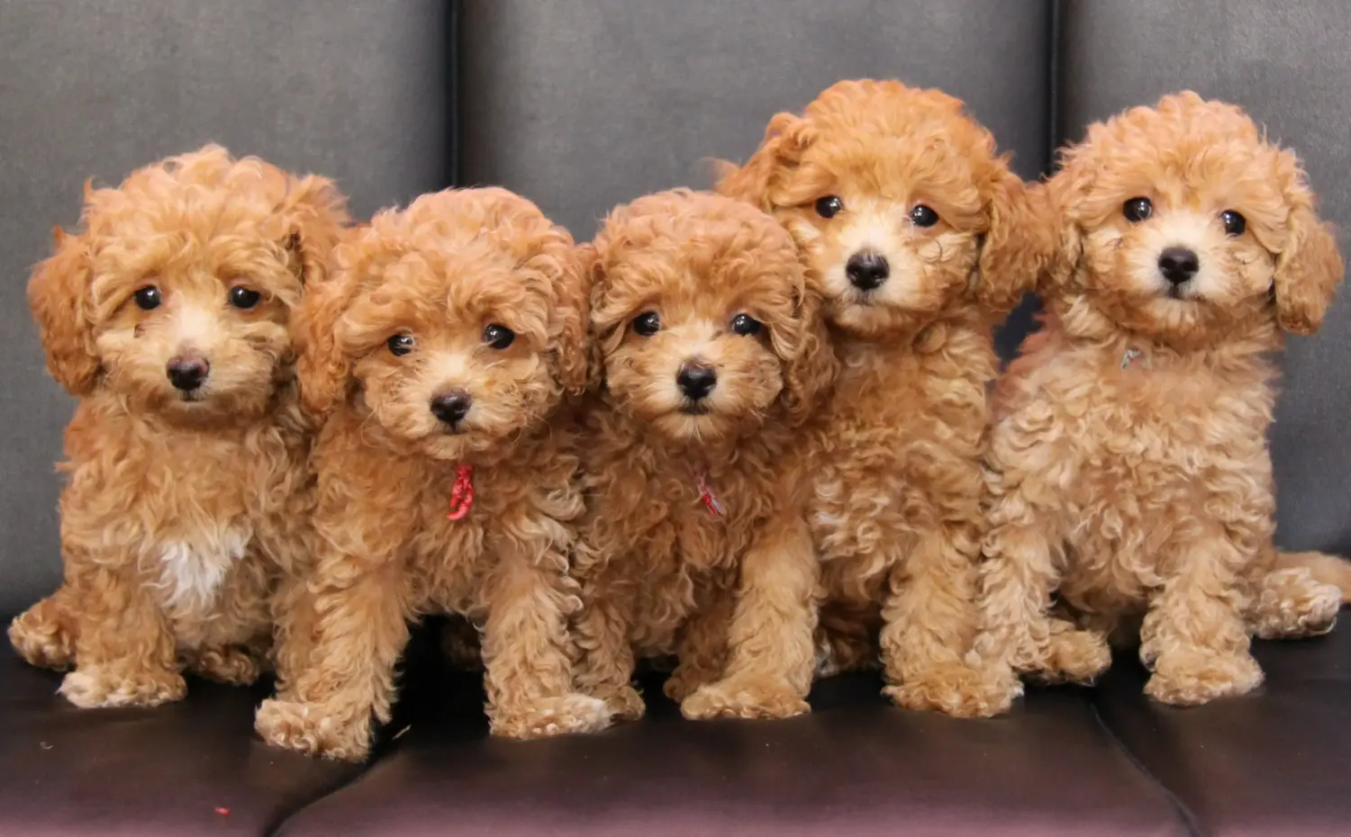 Buying a poodle puppy means taking responsibility! Buy poodle puppies.