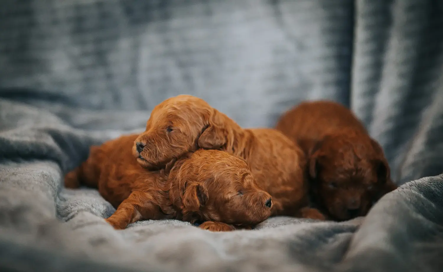 Buying a poodle puppy means taking responsibility! Buy poodle puppies.