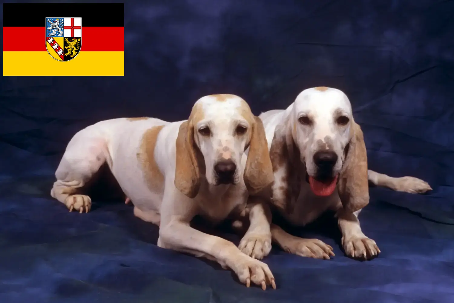 Porcelaine puppies and breeders Saarland Here you can find Porcelaines breeders im Saarland.