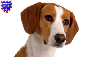 Read more about the article Posavski Gonič breeders and puppies in Centre-Val de Loire
