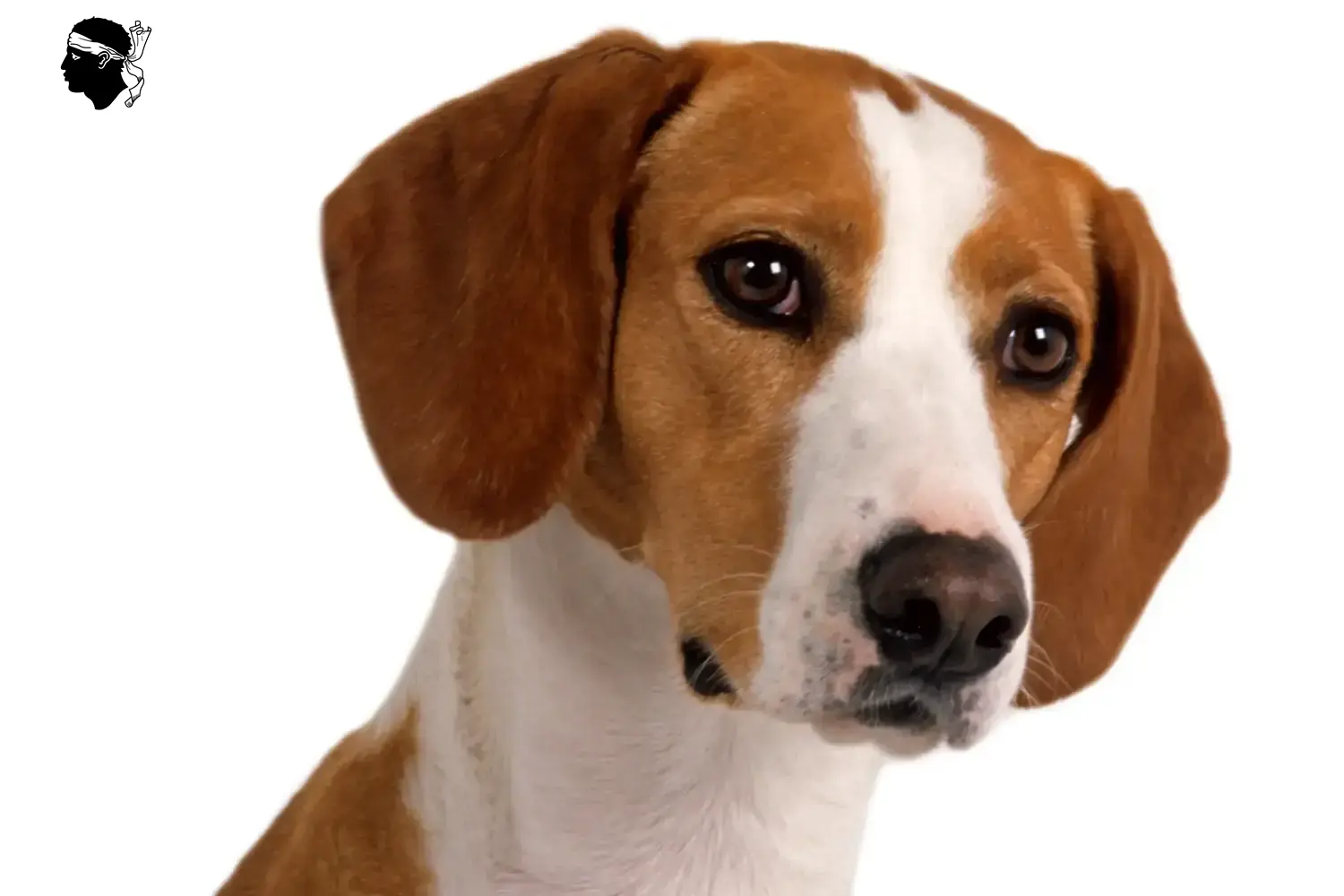Read more about the article Posavski Gonič breeders and puppies in Corsica