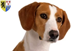 Read more about the article Posavski Gonič breeders and puppies in Hauts-de-France