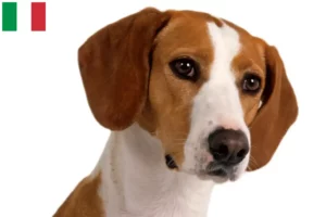 Read more about the article Posavski Gonič breeders and puppies in Italy