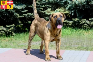 Read more about the article Presa Canario breeders and puppies in Auvergne-Rhône-Alpes