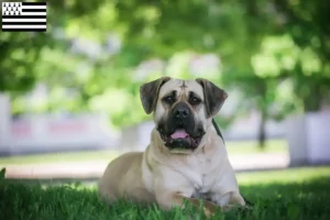 Read more about the article Presa Canario breeders and puppies in Brittany