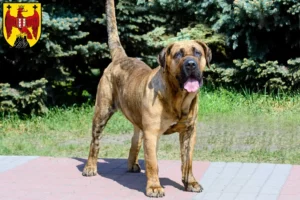 Read more about the article Presa Canario breeders and puppies in Burgenland