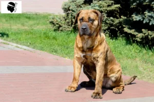 Read more about the article Presa Canario breeders and puppies in Corsica