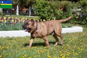 Read more about the article Presa Canario breeders and puppies in Flevoland