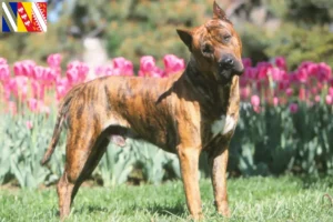 Read more about the article Presa Canario breeders and puppies in Grand Est