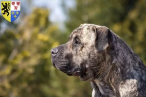 Read more about the article Presa Canario breeders and puppies in Hauts-de-France