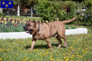 Read more about the article Presa Canario breeders and puppies in Île-de-France