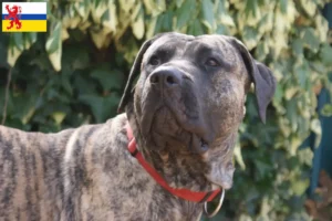 Read more about the article Presa Canario breeders and puppies in Limburg