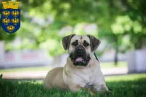 Read more about the article Presa Canario breeders and puppies in Lower Austria