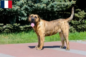 Read more about the article Presa Canario breeders and puppies in Martinique