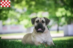 Read more about the article Presa Canario breeders and puppies in North Brabant