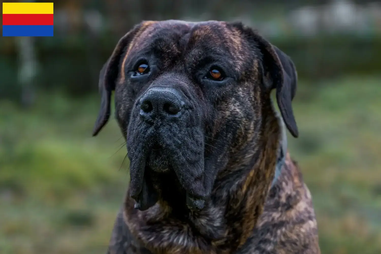 Presa Canario puppies and breeders North Holland Find Presa Canarios breeders in North Holland.
