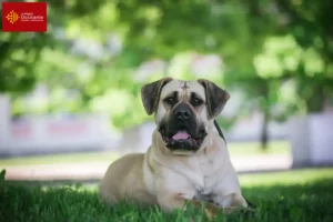 Read more about the article Presa Canario breeders and puppies in Occitania