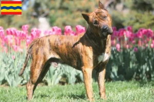 Read more about the article Presa Canario breeders and puppies in Overijssel
