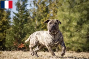 Read more about the article Presa Canario breeders and puppies on Réunion