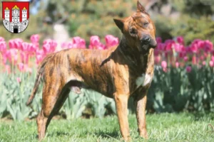 Read more about the article Presa Canario breeders and puppies in Salzburg