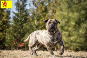 Read more about the article Presa Canario breeders and puppies in South Holland