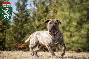 Read more about the article Presa Canario breeders and puppies in Styria
