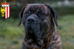Read more about the article Presa Canario breeders and puppies in Upper Austria