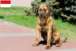 Read more about the article Presa Canario breeders and puppies in Vienna