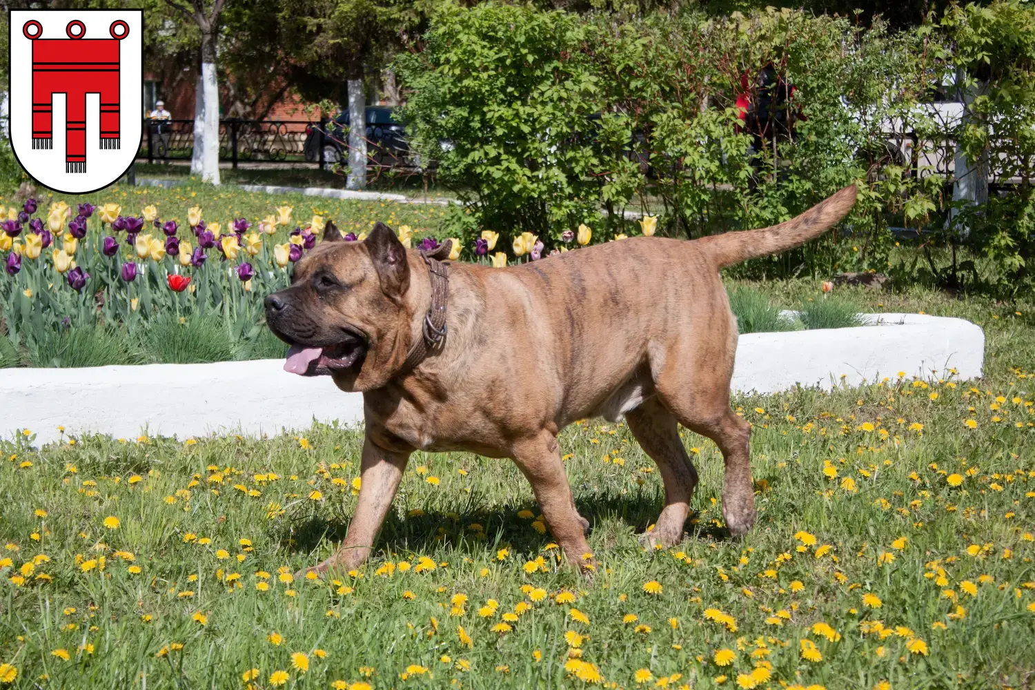 Presa Canario puppies and breeders Vorarlberg Here you can find Presa Canarios breeders in Vorarlberg.