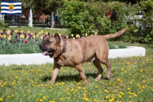 Read more about the article Presa Canario breeders and puppies in Zeeland
