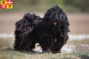Read more about the article Puli breeders and puppies in Auvergne-Rhône-Alpes