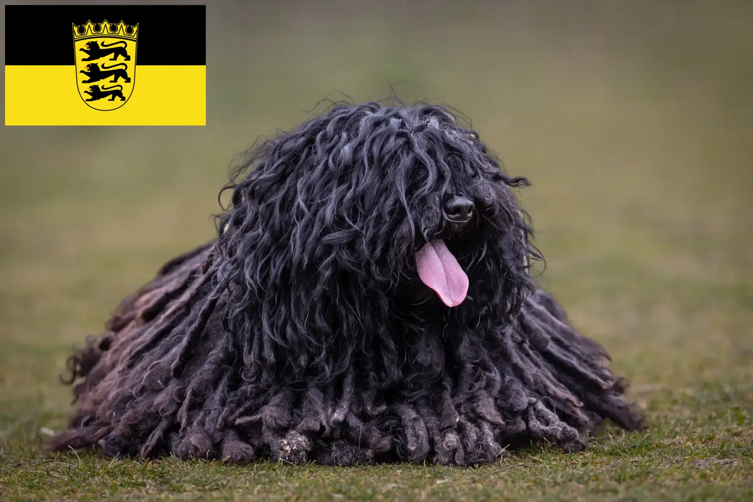 Puli puppies and breeders Baden-Württemberg Here you can find Pulis breeders in Baden-Württemberg.