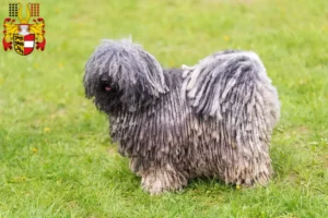 Read more about the article Puli breeders and puppies in Carinthia