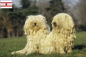 Read more about the article Puli breeders and puppies in Drenthe